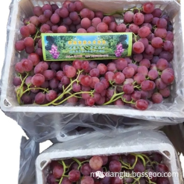 Hot Sell Fresh Sweet Chinese Red Grapes Chinese red globe grapes